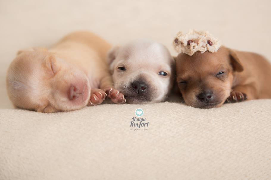 Chihuahuas Perritos recién nacidos fotografia de mascotas Lima Perú