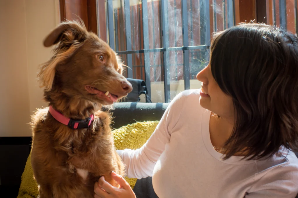 Mascotas