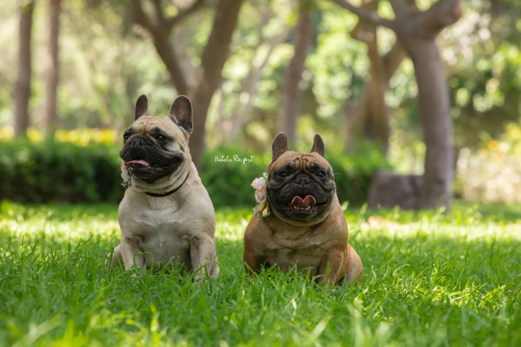 Mascotas