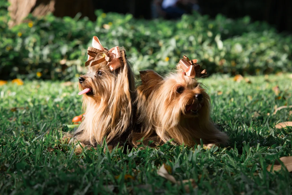 Mascotas